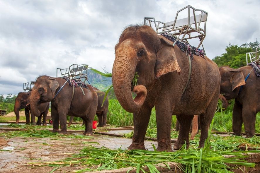 elephants in phuket standing on a field of grass